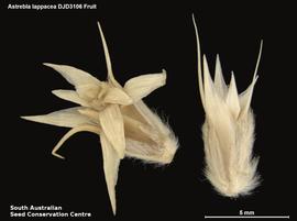   Spikelets:   Astrebla lappacea ; Photo by South Australian Seed Conservation Centre, used with permission
